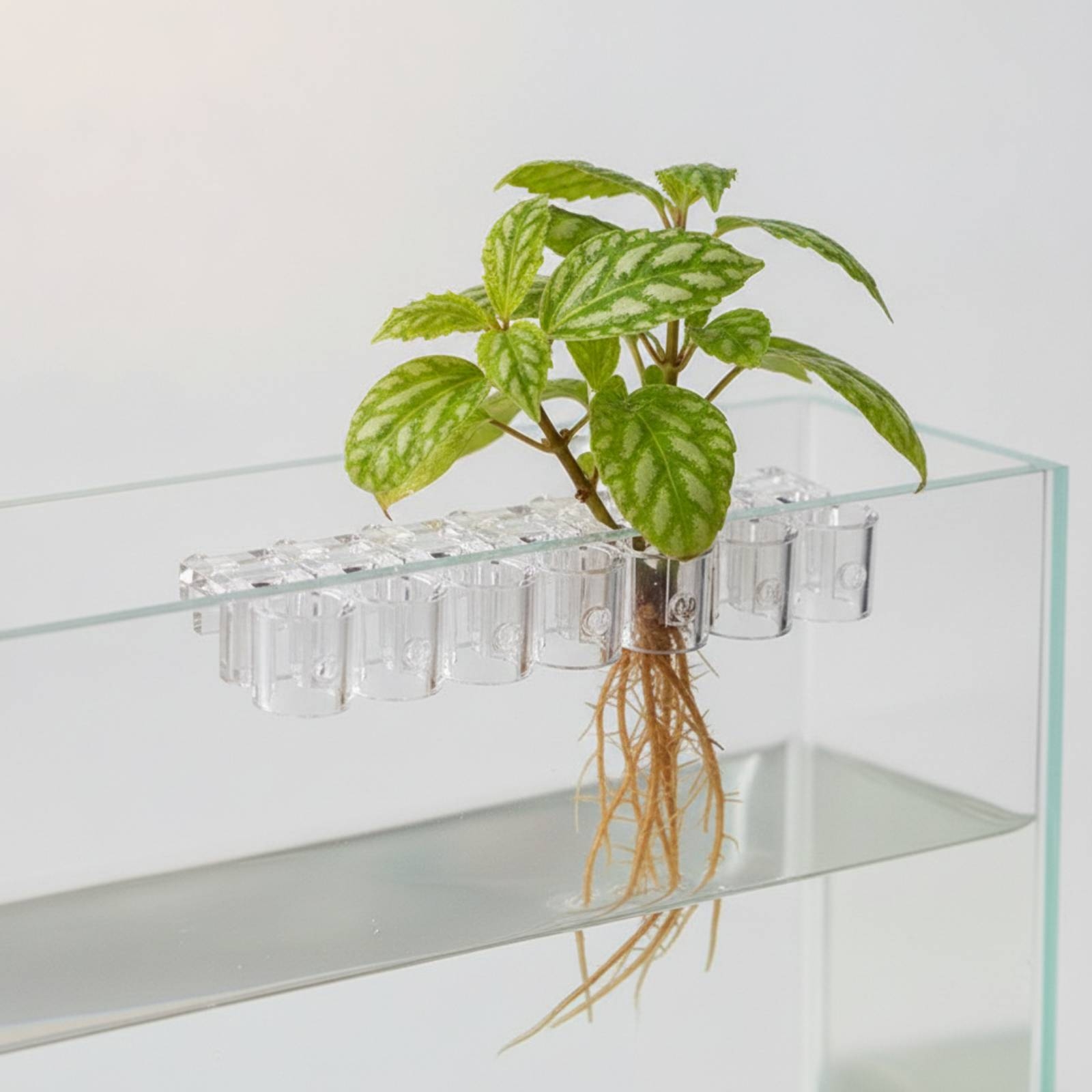 Set di 6 Supporti per Piante A - Aquarium Plants recensione e prezzo