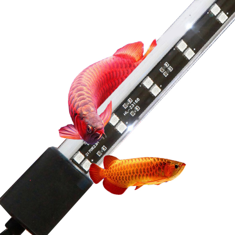 Luce per Acquario Arowana Ross - Aquarium Fish Keeping recensione e prezzo