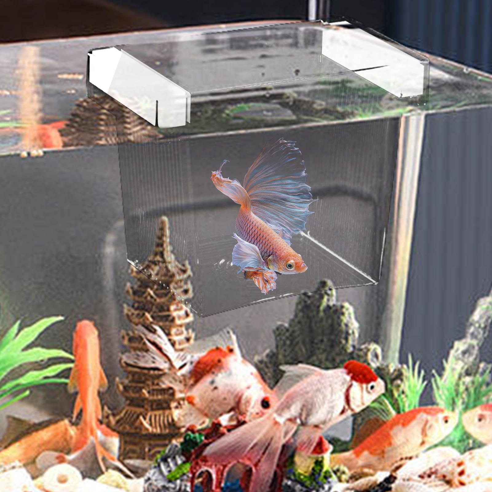 Scatola di Isolamento Galleggi - Aquarium Fish Betta recensione e prezzo