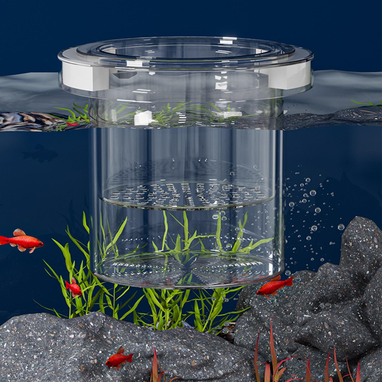 Scatola di Isolamento Galleggi - Aquarium Fish Betta recensione e prezzo