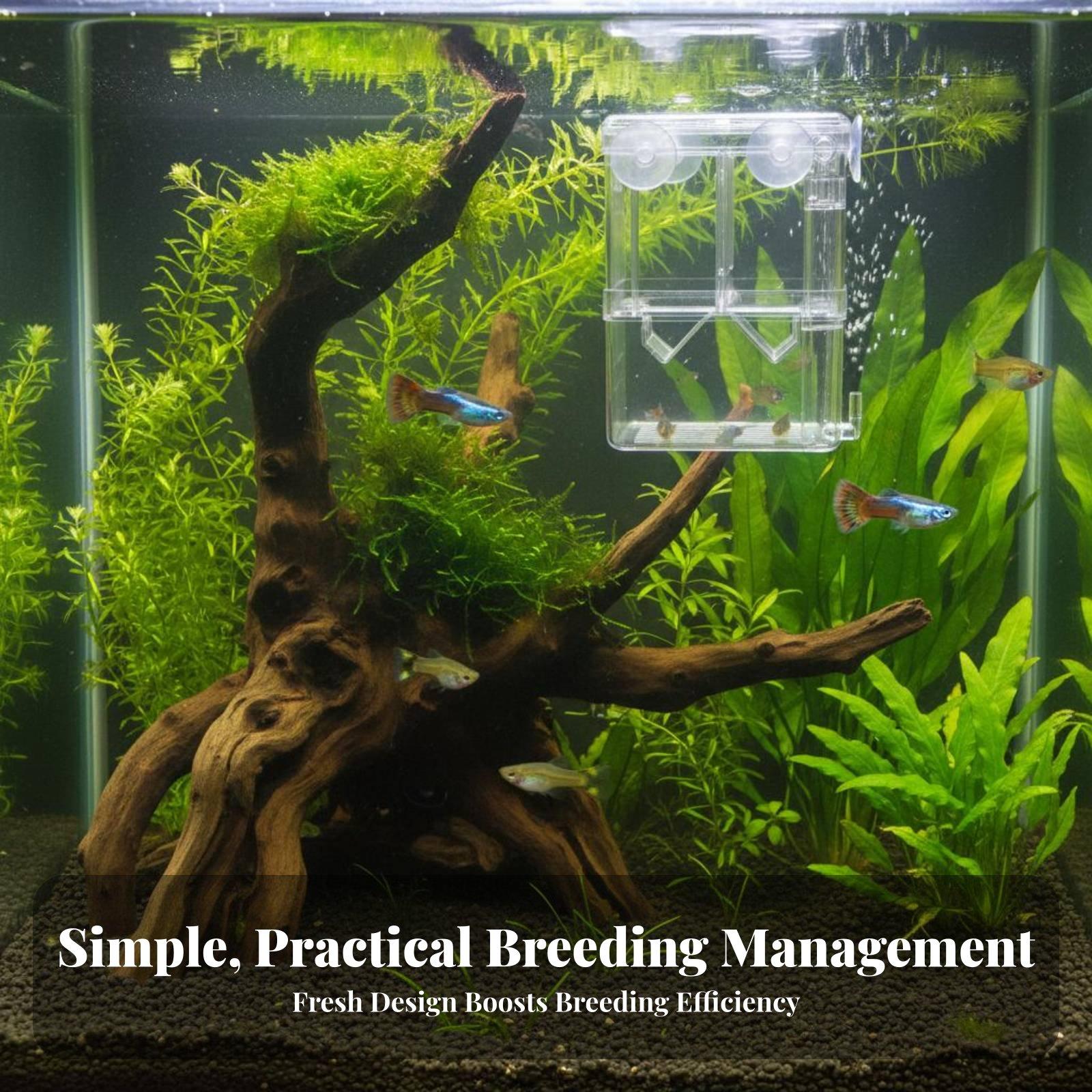 Vasca di Allevamento a Doppio  - Aquarium Fish Tank recensione e prezzo