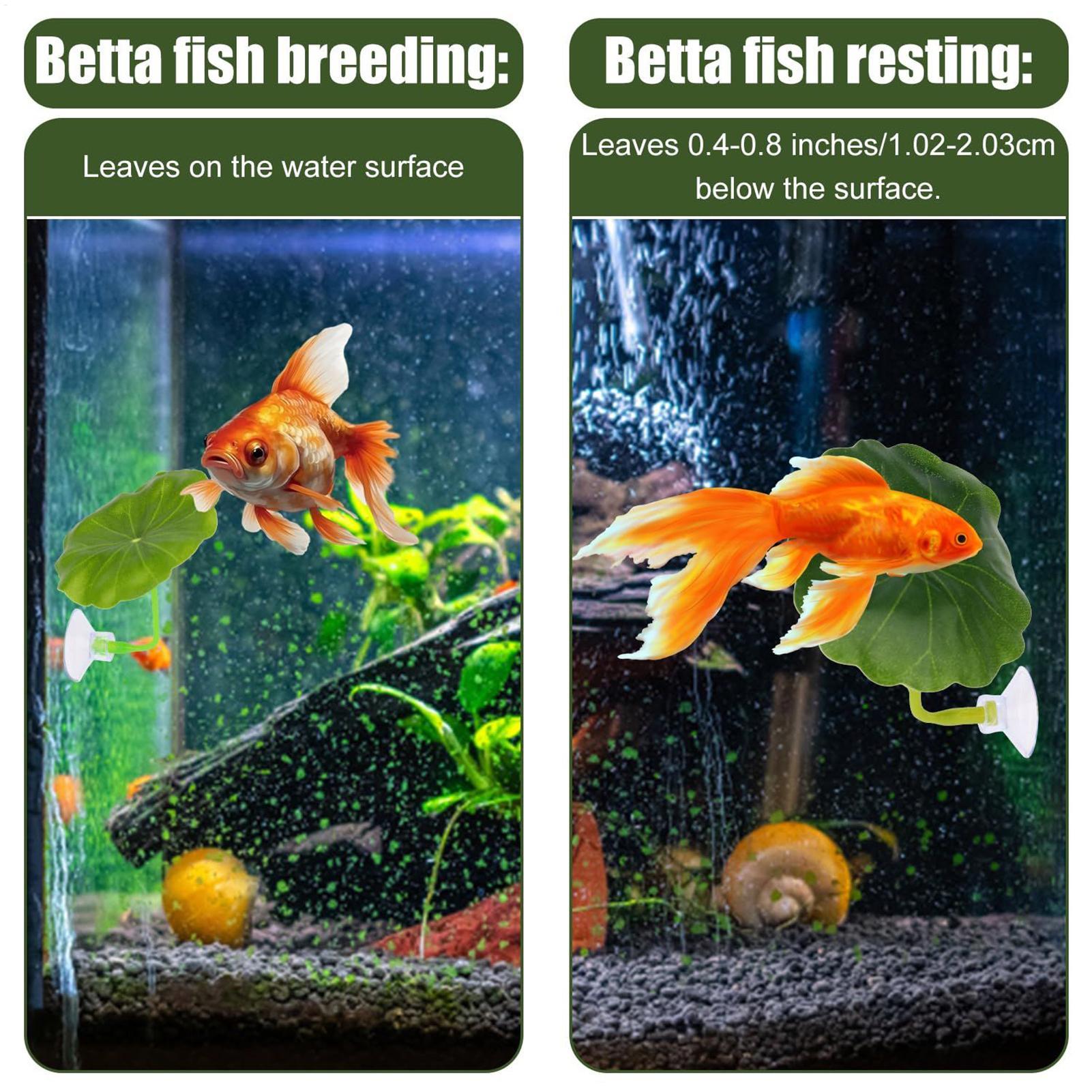 Amaca per pesci Betta 5 pezzi  - Aquarium Fish Betta recensione e prezzo