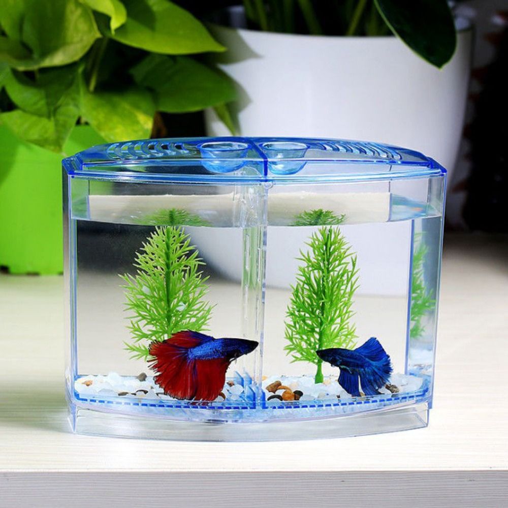 Acquario Betta trasparente, ac - Aquarium Fish Betta recensione e prezzo