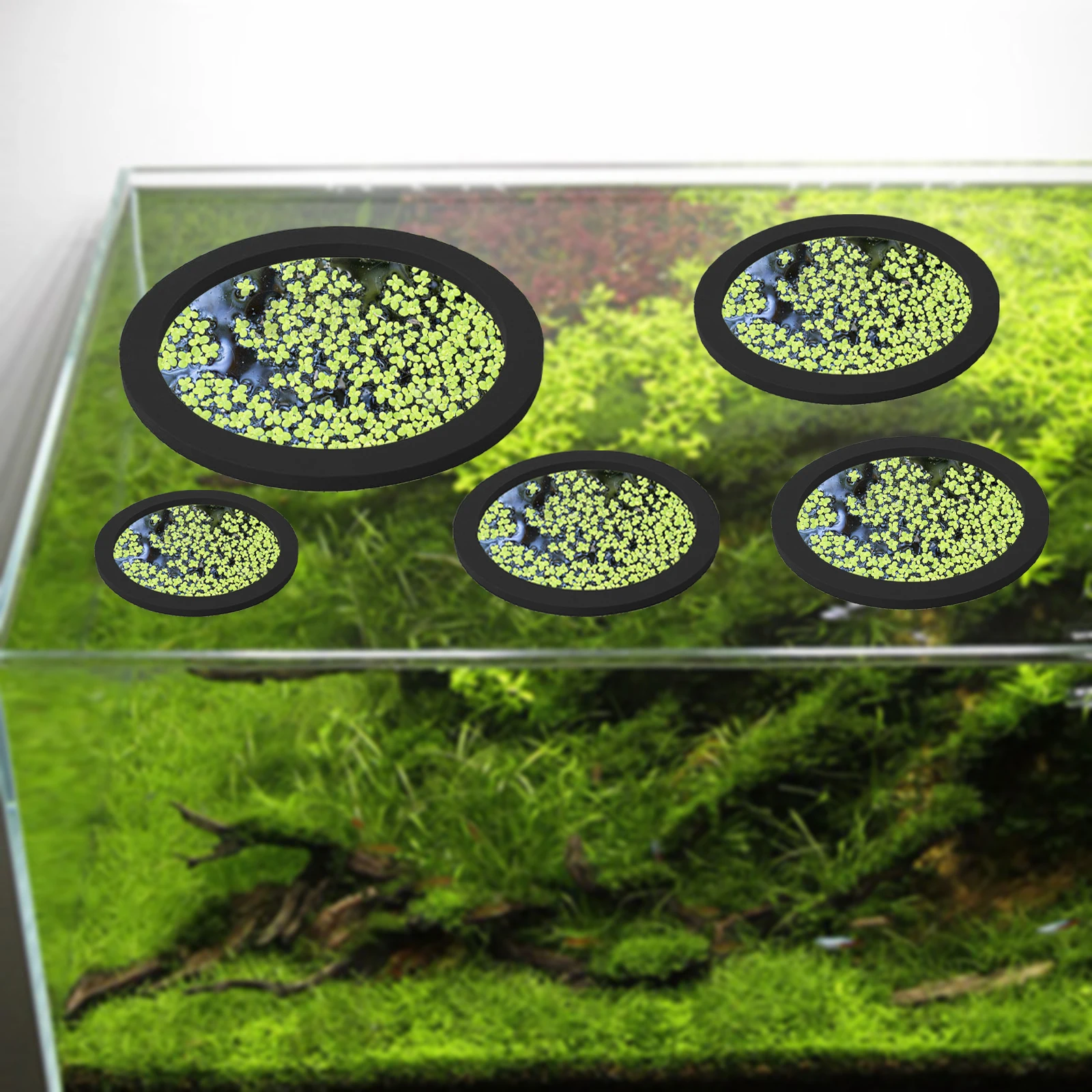 5 pz EVA Anello di Alimentazio - Aquarium Fish Tank recensione e prezzo