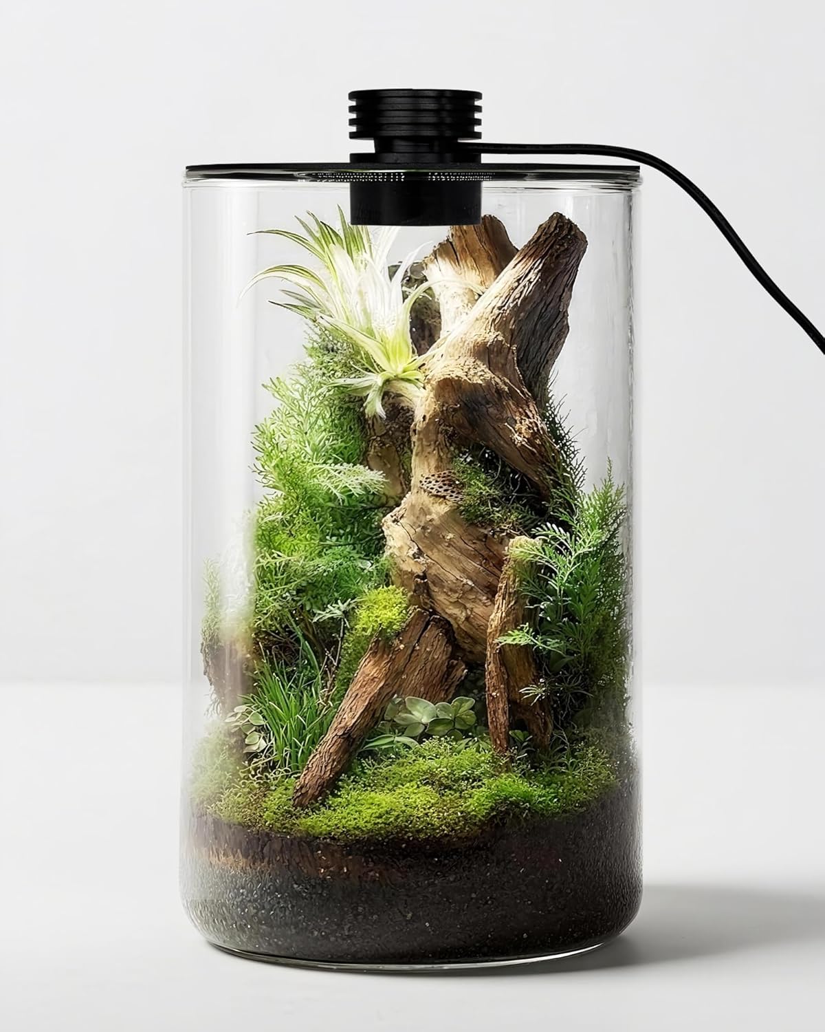Terrario in vetro da interno c - Betta Fish Tank recensione e prezzo