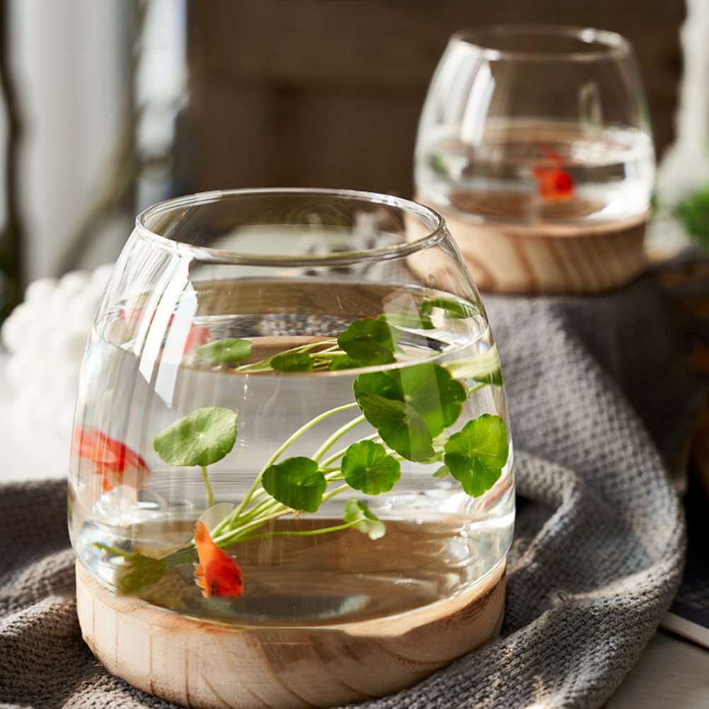 1 set di terrario idroponico i - Aquarium Fish Betta recensione e prezzo